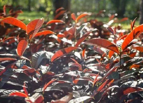 种植土壤|红叶石楠适合什么土种植