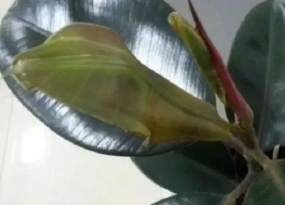 植物病害|橡皮树炭疽病发病原因及用药治疗