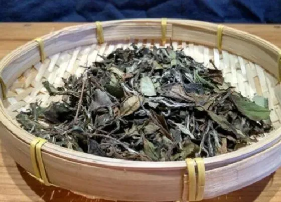 食用常识|福鼎白茶属于什么茶类 福鼎老白茶属于热性还是凉性茶种