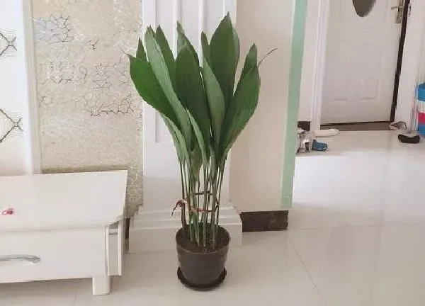 养殖科普|房间里适合养什么花