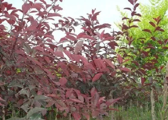 植物排行|落叶灌木植物有哪些