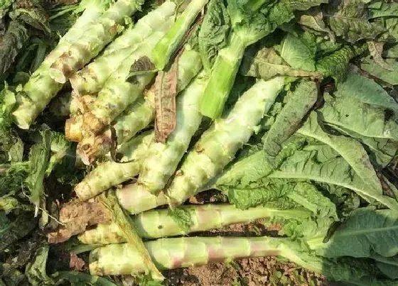 植物百科|莴苣是什么季节的菜