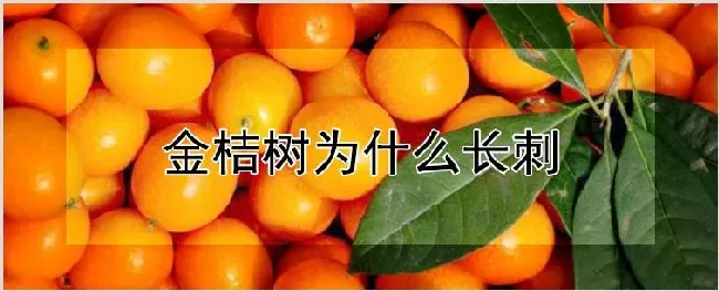 金桔树为什么长刺 | 农业科普