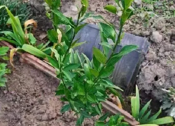 种植管理|橘子树耐涝吗