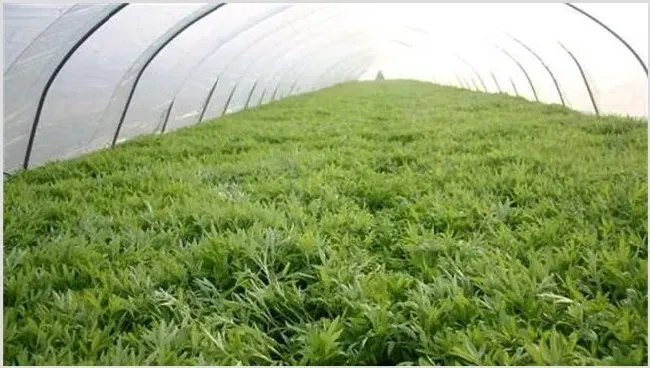 芦蒿的繁殖方法有哪些 | 自然知识