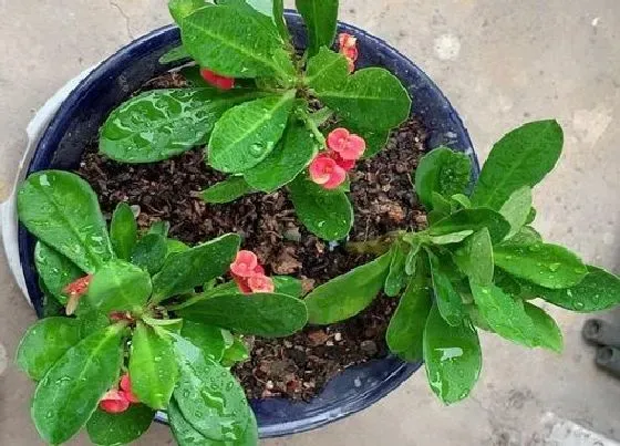植物施肥|虎刺梅喜肥吗 喜欢施什么肥料