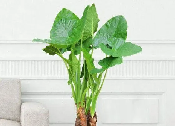 植物毒性|滴水观音开花有毒吗 对人有害吗