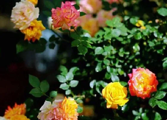 开花时间|藤彩虹四季开花吗