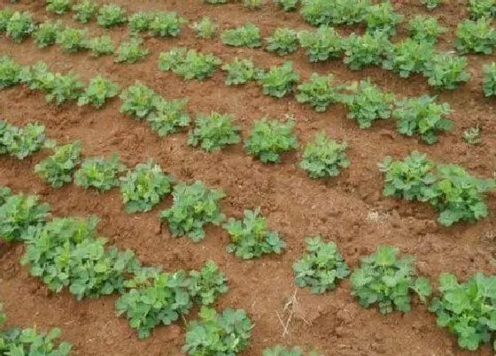 绿植|沙土适合种植什么植物 适合沙土栽种的花卉