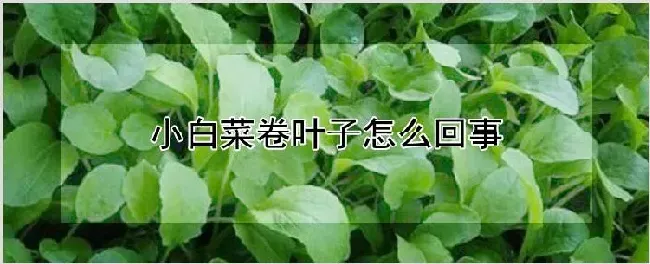 小白菜卷叶子怎么回事 | 养殖技术
