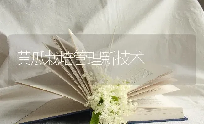 黄瓜栽培管理新技术 | 蔬菜种植