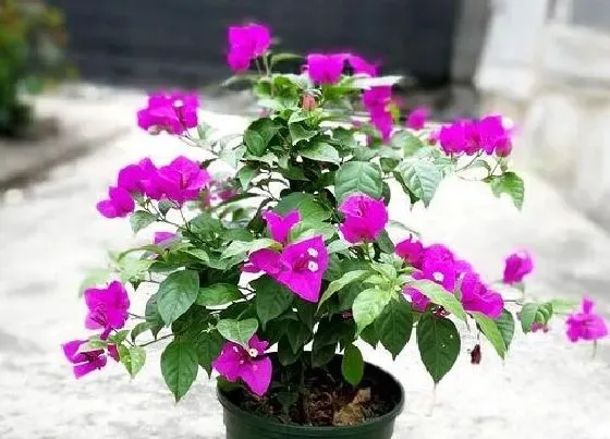 不开花|勒杜鹃为什么不开花