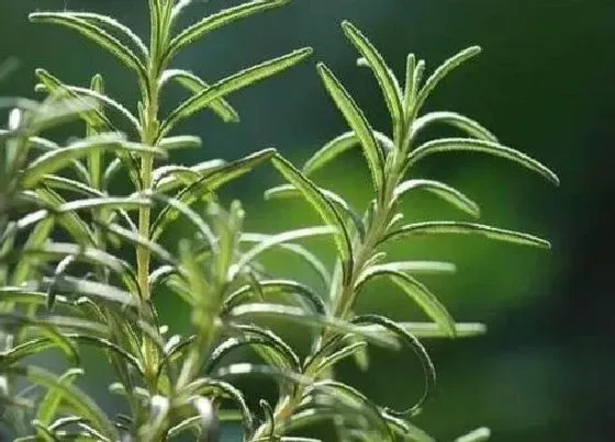 种植土壤|迷迭香可以地栽吗