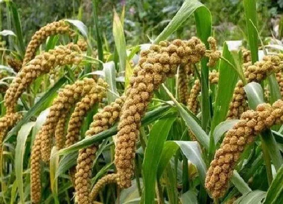 种植管理|小米什么季节种植合适