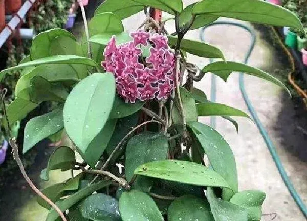 养殖方法|球兰可以水培吗 水培好还是土培好