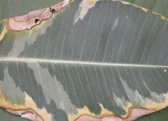 植物病害|橡皮树炭疽病发病原因及用药治疗