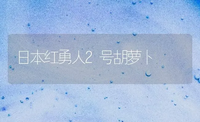 日本红勇人2号胡萝卜 | 蔬菜种植