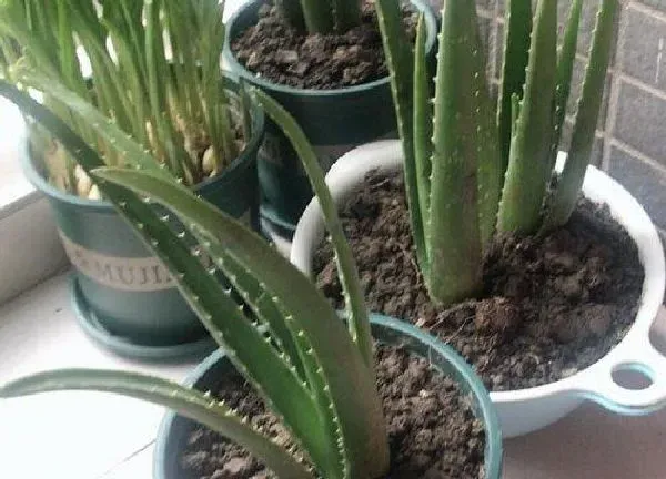 植物发芽|芦荟种子多久发芽