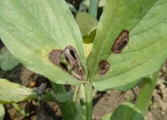 植物虫害|桃子病虫害防治技术与方法措施