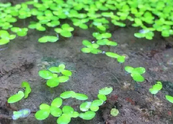 植物百科|浮萍开花吗 属于开花植物