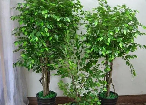 植物浇水|富贵树水浇多了怎么办