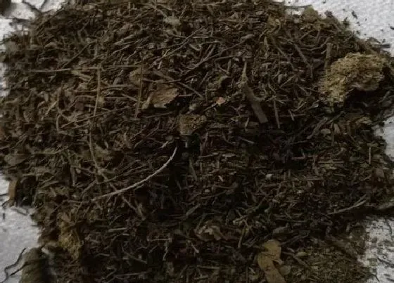 种植土壤|松针营养土的配制方法（落下的松针怎么发酵配制营养土）