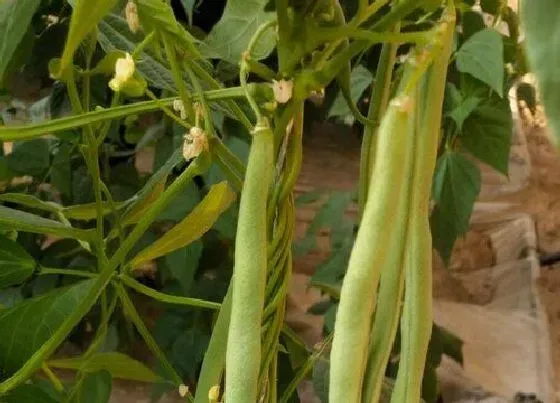 种植方法|泰国架豆王种植时间和方法
