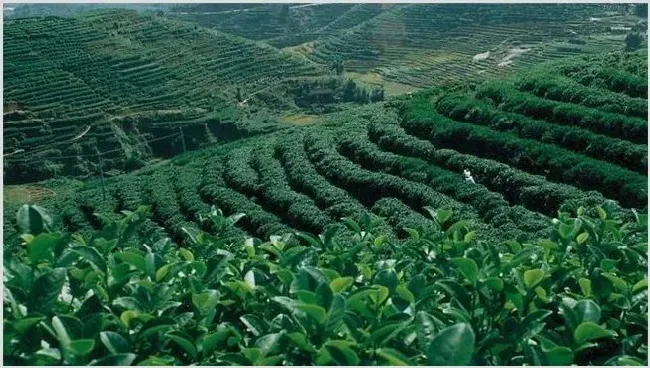 怎么种茶？茶叶种植的注意事项 | 农业技术