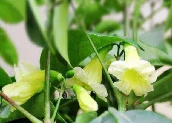 开花时间|幸福树多久开花一次