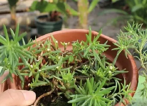 植物修剪|太阳花冬天可以剪枝吗