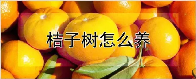 桔子树怎么养 | 养殖技术