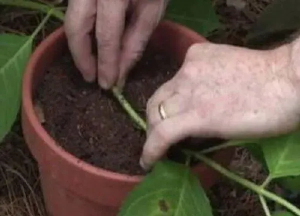 植物扦插|八仙花几月份扦插最好