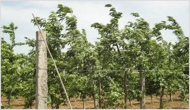 桃树涝害的原因及解决方法措施 | 种植资料