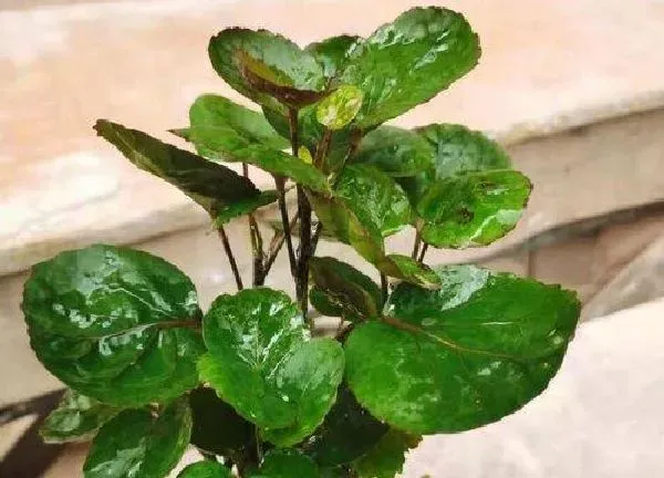 植物浇水|金钱兜浇水的正确方法