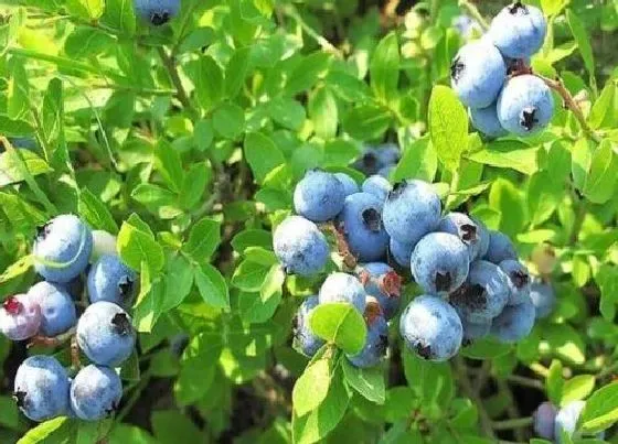 种植土壤|蓝莓配土方法与种植土壤