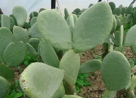植物百科|耐高温耐旱的花卉有哪些