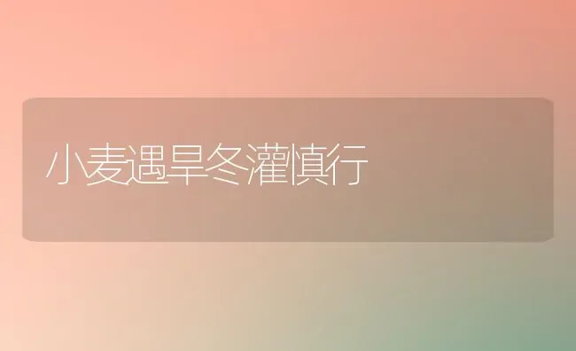 小麦遇旱冬灌慎行 | 粮油作物种植