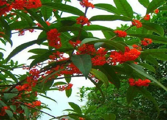 植物百科|桂花能活多少年