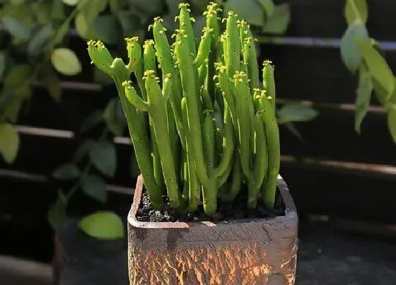 植物繁殖|多肉光棍树怎么繁殖方法和注意事项