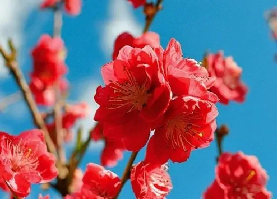 花之最|观赏桃花十大品种（好看的景观桃花品种大全及图片）