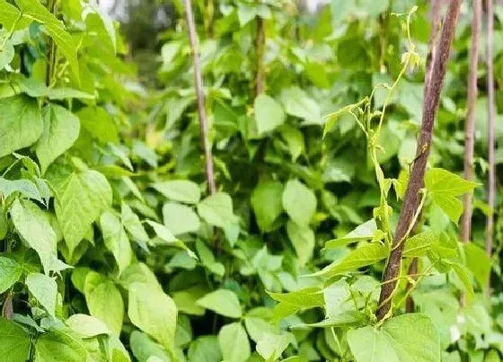 种植方法|豆角种植方法步骤 豆角种植时间和技术