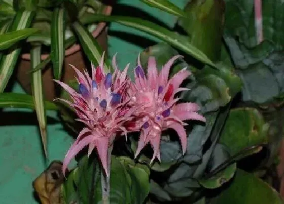 植物百科|和鸿运当头很像的花