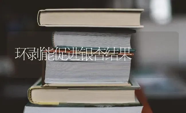 环剥能促进银杏结果 | 瓜果种植