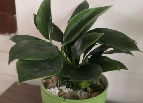 植物百科|金钻的繁殖方法 繁殖时间和注意事项