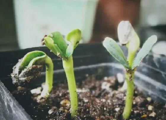 植物育苗|向日葵种子怎么发芽 发芽过程及栽种过程记录