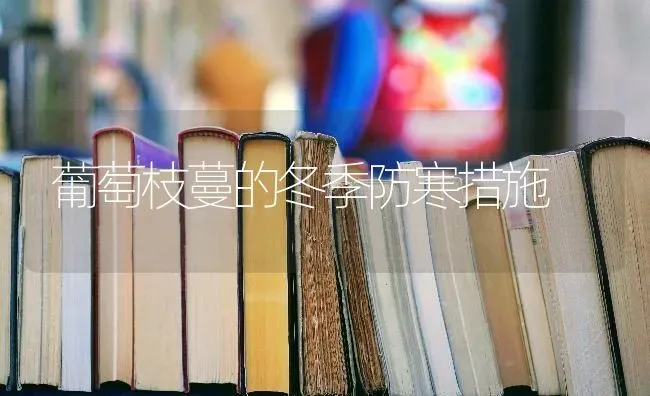 葡萄枝蔓的冬季防寒措施 | 瓜果种植