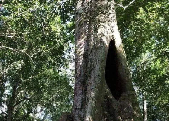 植物百科|血榕树生长在什么地方