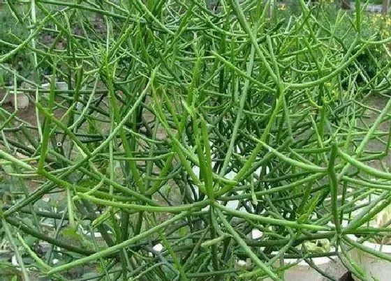 植物繁殖|多肉光棍树怎么繁殖方法和注意事项