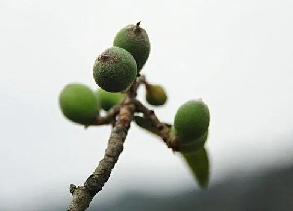 植物发芽|枇杷什么时候发芽长叶