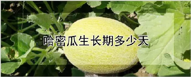 哈密瓜生长期多少天 | 种植资料